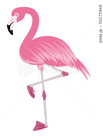 フラミンゴ 熱帯の鳥 全身 クリップアートのイラスト素材 50275949