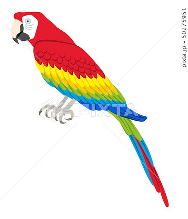 オウム 熱帯の鳥 全身 クリップアートのイラスト素材 50275951 Pixta
