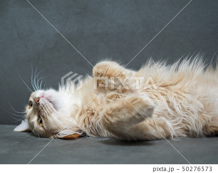お化けの手のねこ お化けの手のねこ 50276573