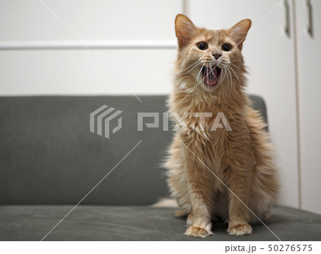 あくびの途中のねこ あくびの途中のねこ 50276575