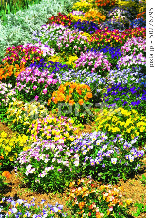 花壇の風景 花壇の風景 50276795