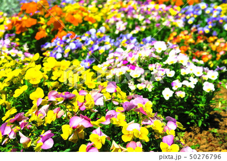 花壇の風景 花壇の風景 50276796