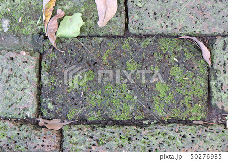 Bright Green moss on a gray brick wall 50276935