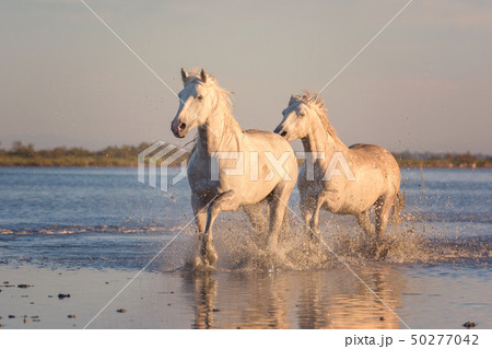 White horses run gallop in water at sunset, Camargue, Bouches-du-rhone, France White horses run gallop in water at sunset, Camargue, Bouches-du-rhone, France 50277042