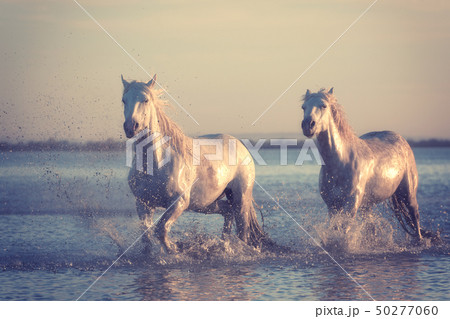 White horses run gallop in water at sunset, Camargue, Bouches-du-rhone, France White horses run gallop in water at sunset, Camargue, Bouches-du-rhone, France 50277060
