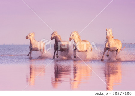 White horses run gallop in water at sunset, Camargue, Bouches-du-rhone, France White horses run gallop in water at sunset, Camargue, Bouches-du-rhone, France 50277100