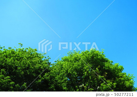 樹木と青空の風景 樹木と青空の風景 50277211