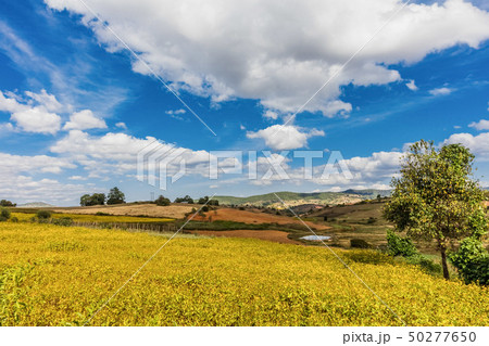 fields landscaped Shan state Myanmar fields landscaped Shan state Myanmar 50277650