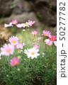 花_ピント位置奥のピンクの花 50277782