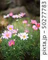 花_ピント位置_手前の花 50277783