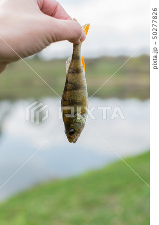 A perch on a fishing rod hook 50277826