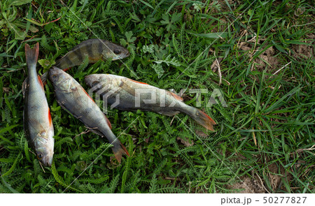 Several perches on grass 50277827