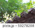 瓦と新緑 50278208