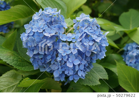 三室戸寺のハートの紫陽花の写真素材