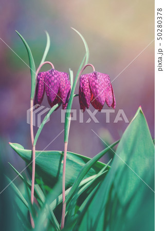 Two purple flowers in gorgeous colors light Two purple flowers in gorgeous colors light 50280378