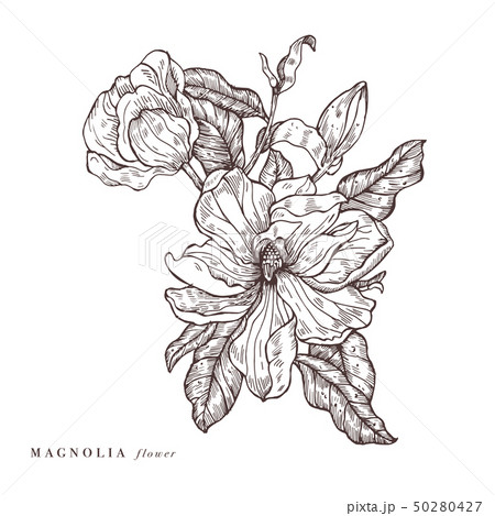 Hand draw vector magnolia flowers illustration. Floral wreath. Botanical floral card on white Hand draw vector magnolia flowers illustration. Floral wreath. Botanical floral card on white 50280427