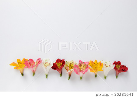 The yellow, pink, white, red Alstroemeria flowers The yellow, pink, white, red Alstroemeria flowers 50281641