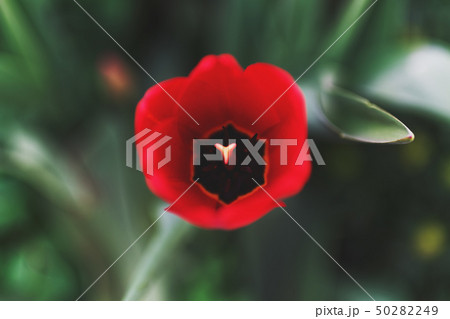 Red tulp flower open bud defocused. 50282249