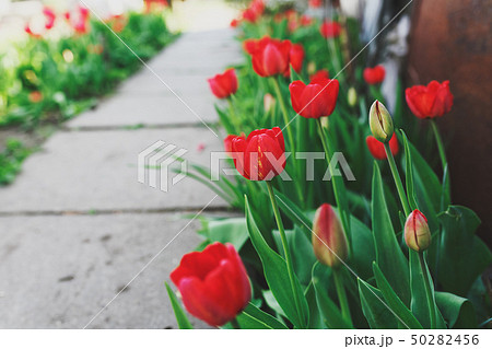 Red tulips along the path in the garden Red tulips along the path in the garden 50282456