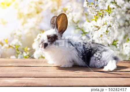 A little hare sits on a wooden table against  50282457