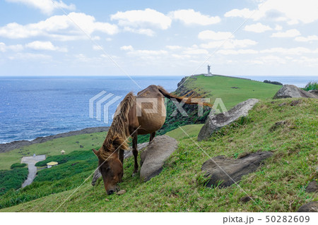 ヨナグニウマ ヨナグニウマ 50282609