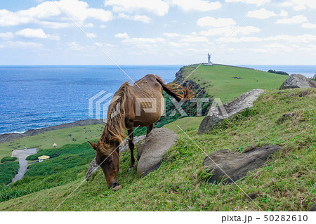 ヨナグニウマ ヨナグニウマ 50282610