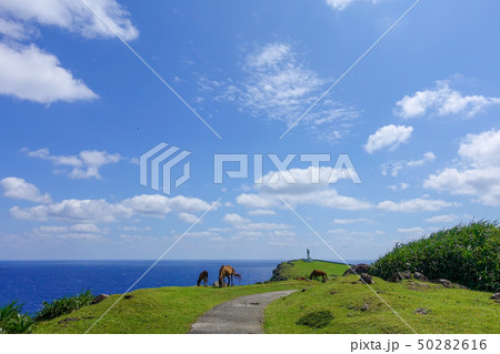 ヨナグニウマ 50282616