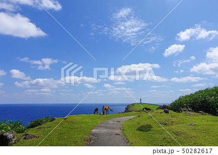 ヨナグニウマ ヨナグニウマ 50282617