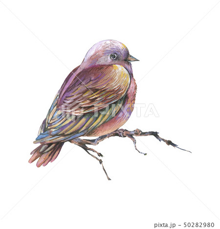 Brown watercolors bird on a branch isolated on 50282980
