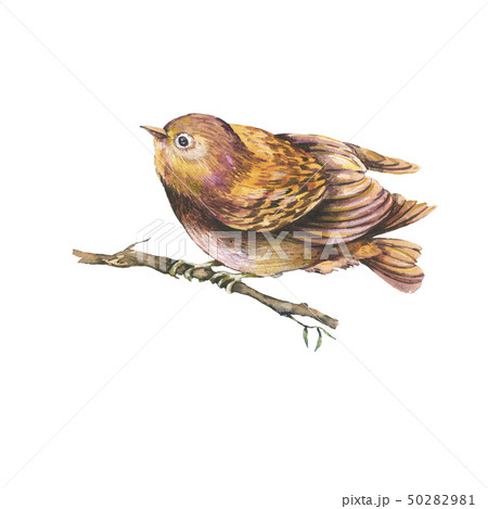 Natural illustration of a brown watercolors bird 50282981