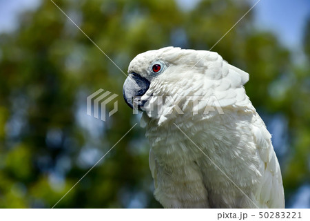 White parrot zoo, pretty, sulphur, tree, parrot, 50283221