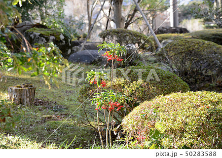 マンリョウ 50283588