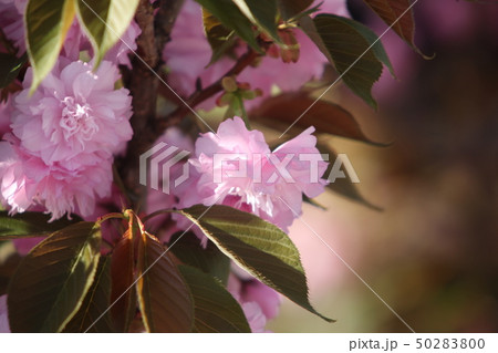 八重桜 50283800