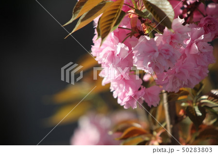 八重桜 50283803