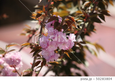 八重桜 50283804