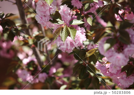 八重桜 50283806