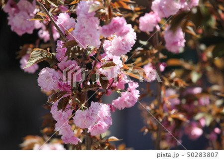 八重桜 50283807