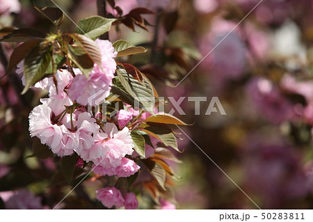 八重桜 50283811