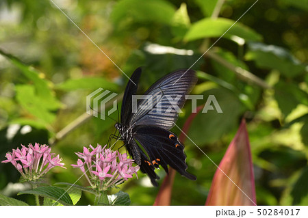 ジャコウアゲハ 50284017