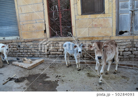 インドのラジャスタン州のジャイサルメール　レンガ造りの住居と可愛い子牛 50284093