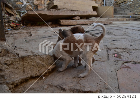 インドのラジャスタン州のジャイサルメール 世界遺産のジャイサルメール城と住居 城内に住む子犬 インドのラジャスタン州のジャイサルメール 世界遺産のジャイサルメール城と住居 城内に住む子犬 50284121