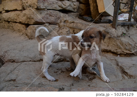 インドのラジャスタン州のジャイサルメール 世界遺産のジャイサルメール城と住居 城内に住む子犬 インドのラジャスタン州のジャイサルメール 世界遺産のジャイサルメール城と住居 城内に住む子犬 50284129