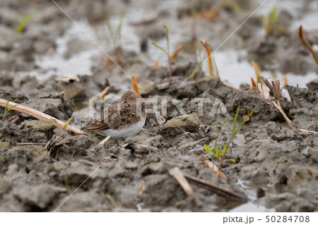 ハス田で休むオジロトウネン 50284708