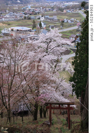 長野県白馬村 伝行山からの桜と村の風景 長野県白馬村 伝行山からの桜と村の風景 50284903