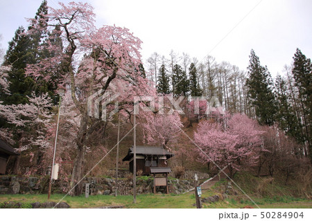 長野県白馬村 徹然桜(てつねんざくら) 長野県白馬村 徹然桜(てつねんざくら) 50284904