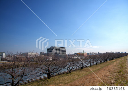 戸田公園　荒川堤　戸田漕艇場　さくら堤 50285168