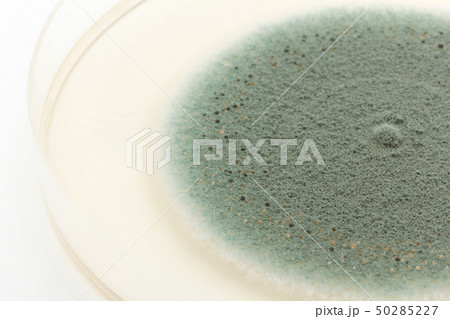 Penicillium expansum ペニシリウム・エクスパンサム アオカビ Penicillium expansum ペニシリウム・エクスパンサム アオカビ 50285227