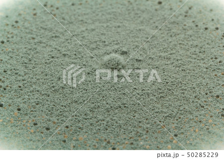Penicillium expansum ペニシリウム・エクスパンサム　アオカビ 50285229