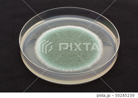 Penicillium expansum ペニシリウム・エクスパンサム アオカビ Penicillium expansum ペニシリウム・エクスパンサム アオカビ 50285230