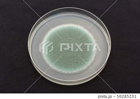 Penicillium expansum ペニシリウム・エクスパンサム アオカビ Penicillium expansum ペニシリウム・エクスパンサム アオカビ 50285231